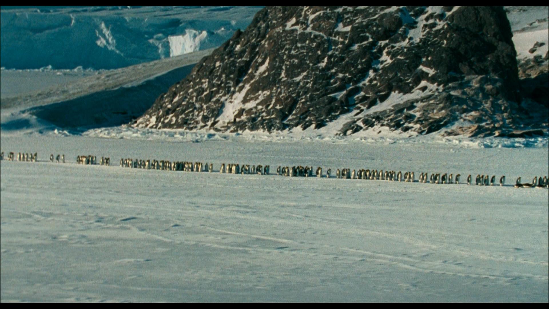 Die Reise der Pinguine