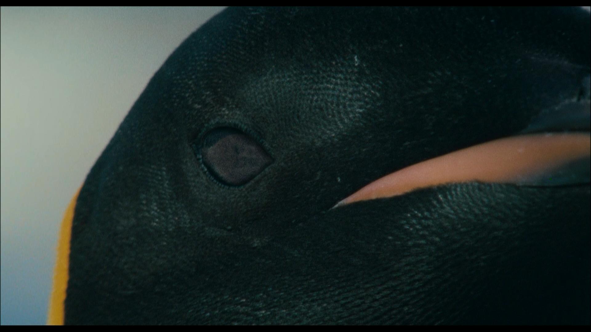 Die Reise der Pinguine