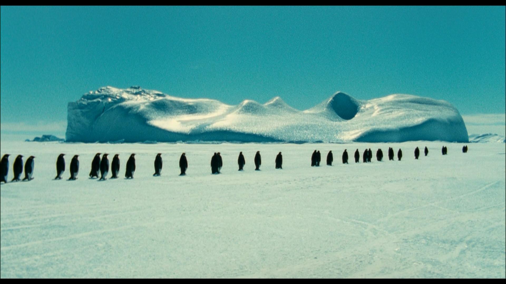 Die Reise der Pinguine