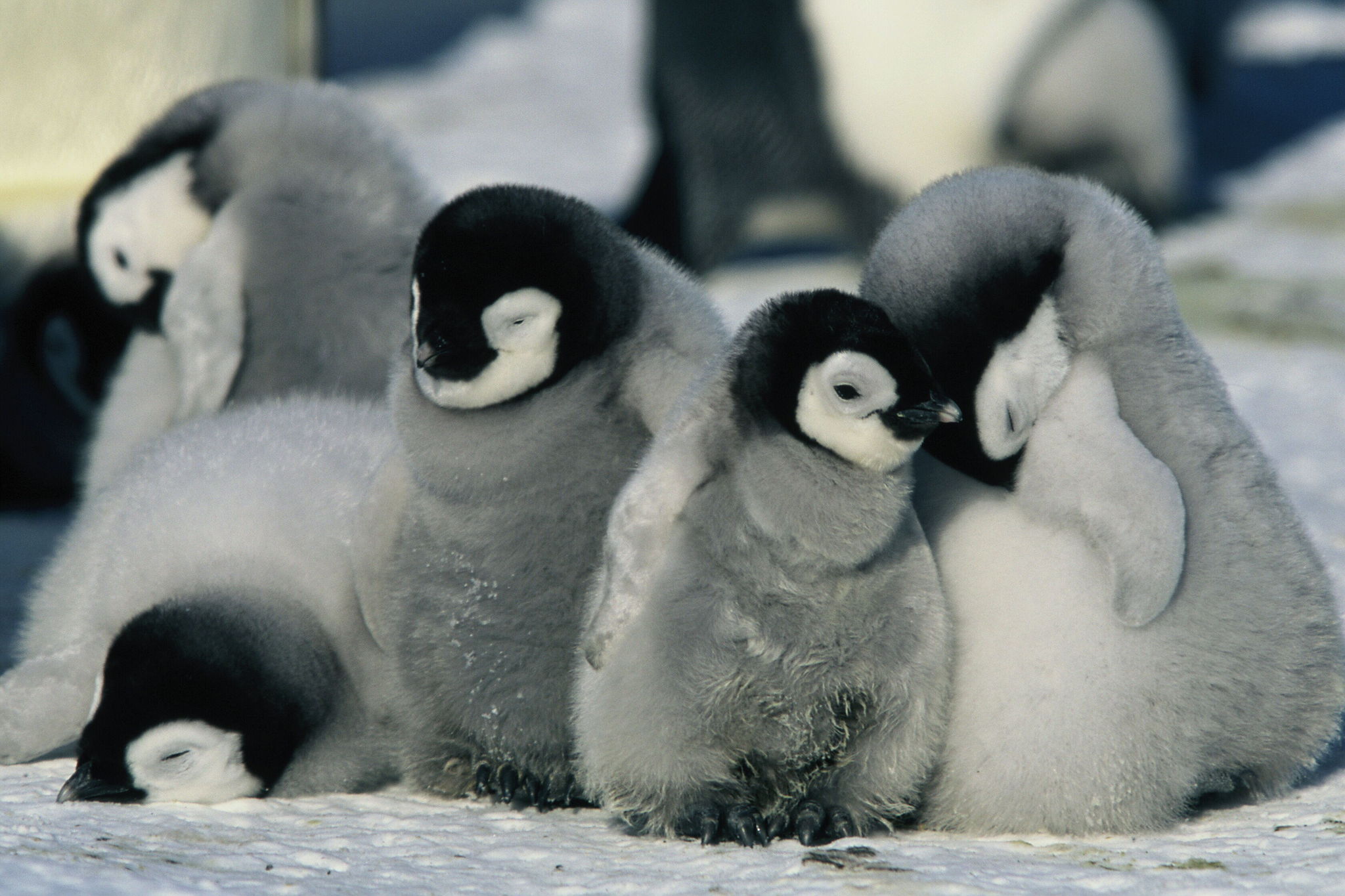Die Reise der Pinguine