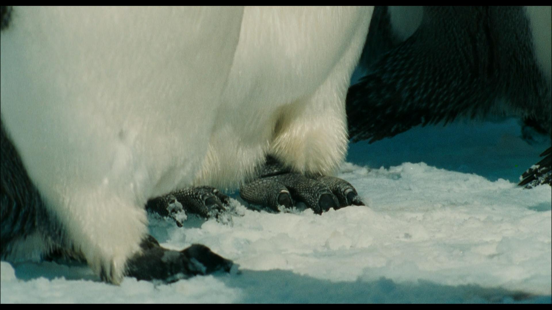 Die Reise der Pinguine
