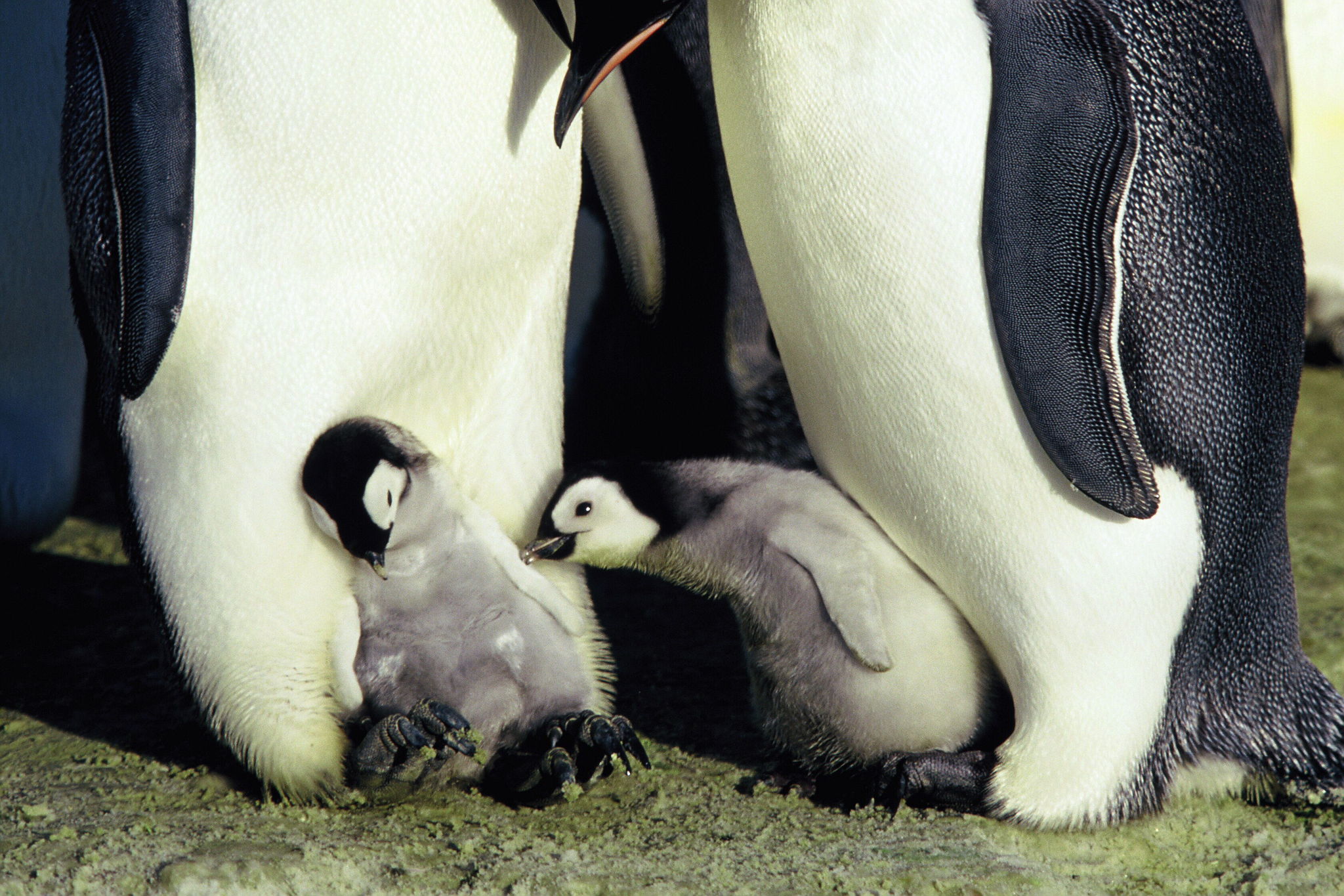 Die Reise der Pinguine