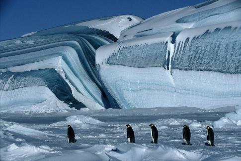 Die Reise der Pinguine