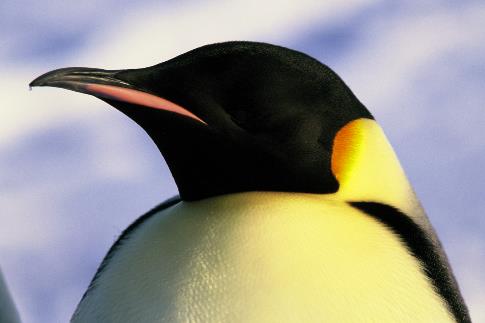 Die Reise der Pinguine