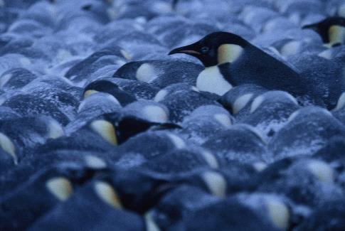 Die Reise der Pinguine