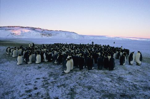 Die Reise der Pinguine