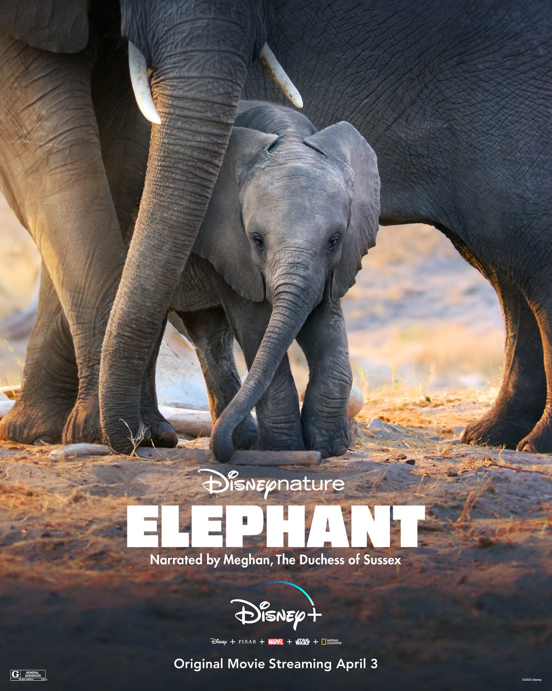 Elefanten