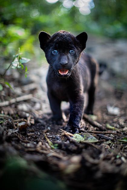 Ella und der schwarze Jaguar (OV)