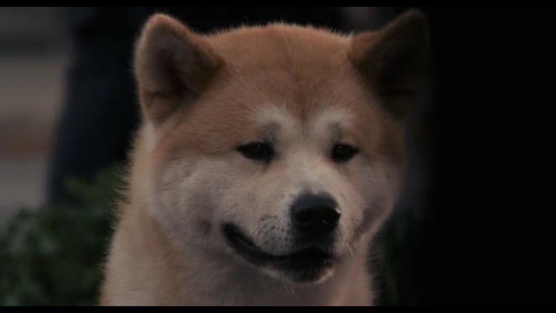 Hachiko - Eine wunderbare Freundschaft
