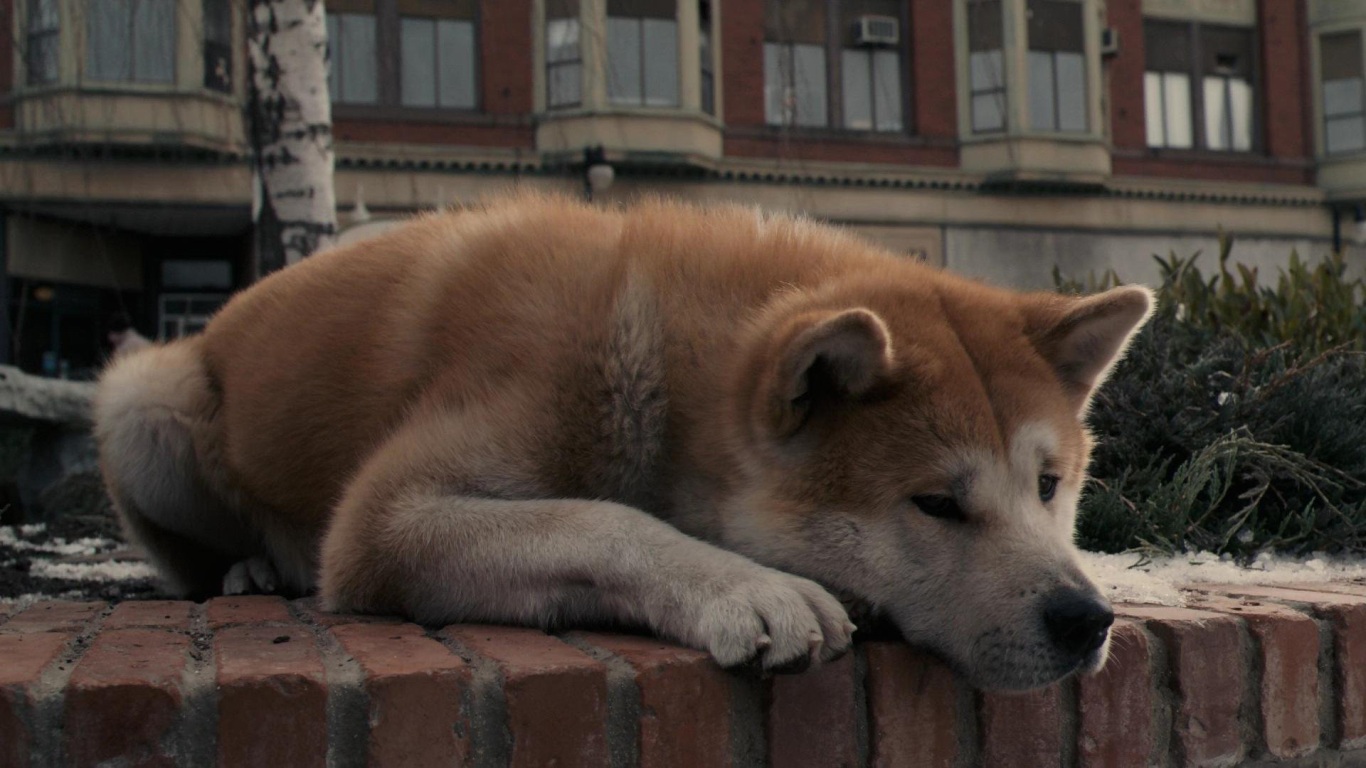 Hachiko - Eine wunderbare Freundschaft