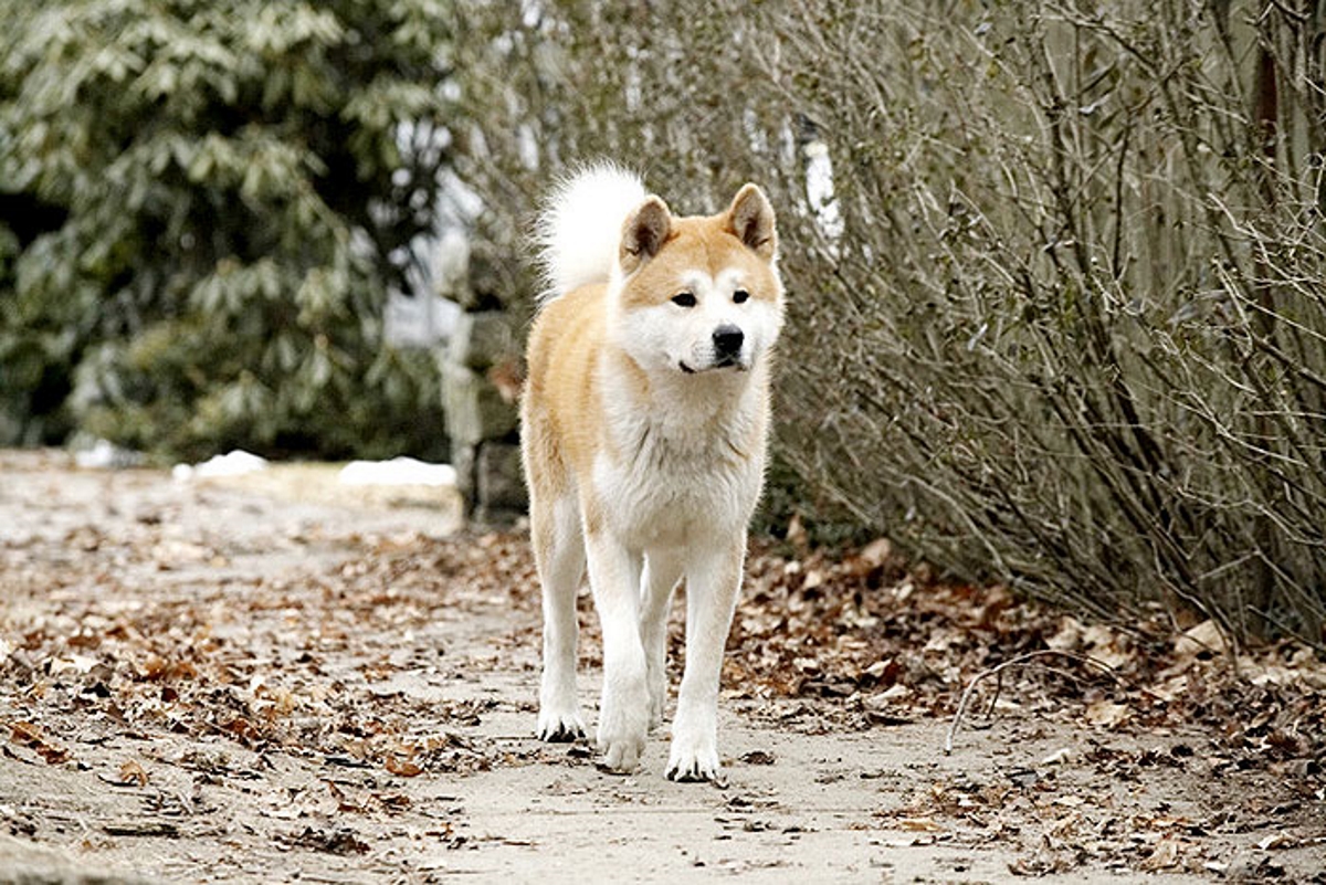 Hachiko - Eine wunderbare Freundschaft