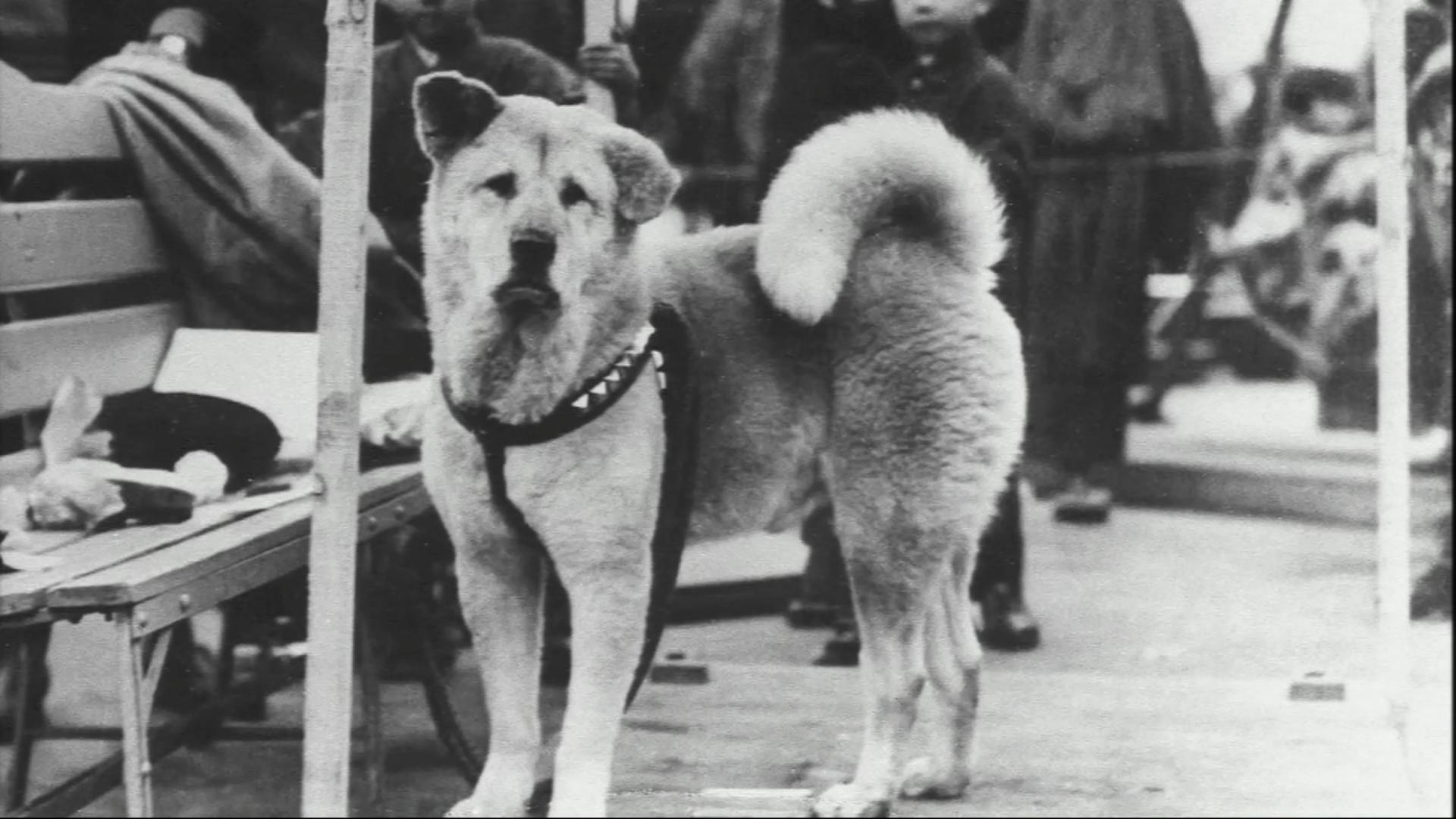 Hachiko - Eine wunderbare Freundschaft