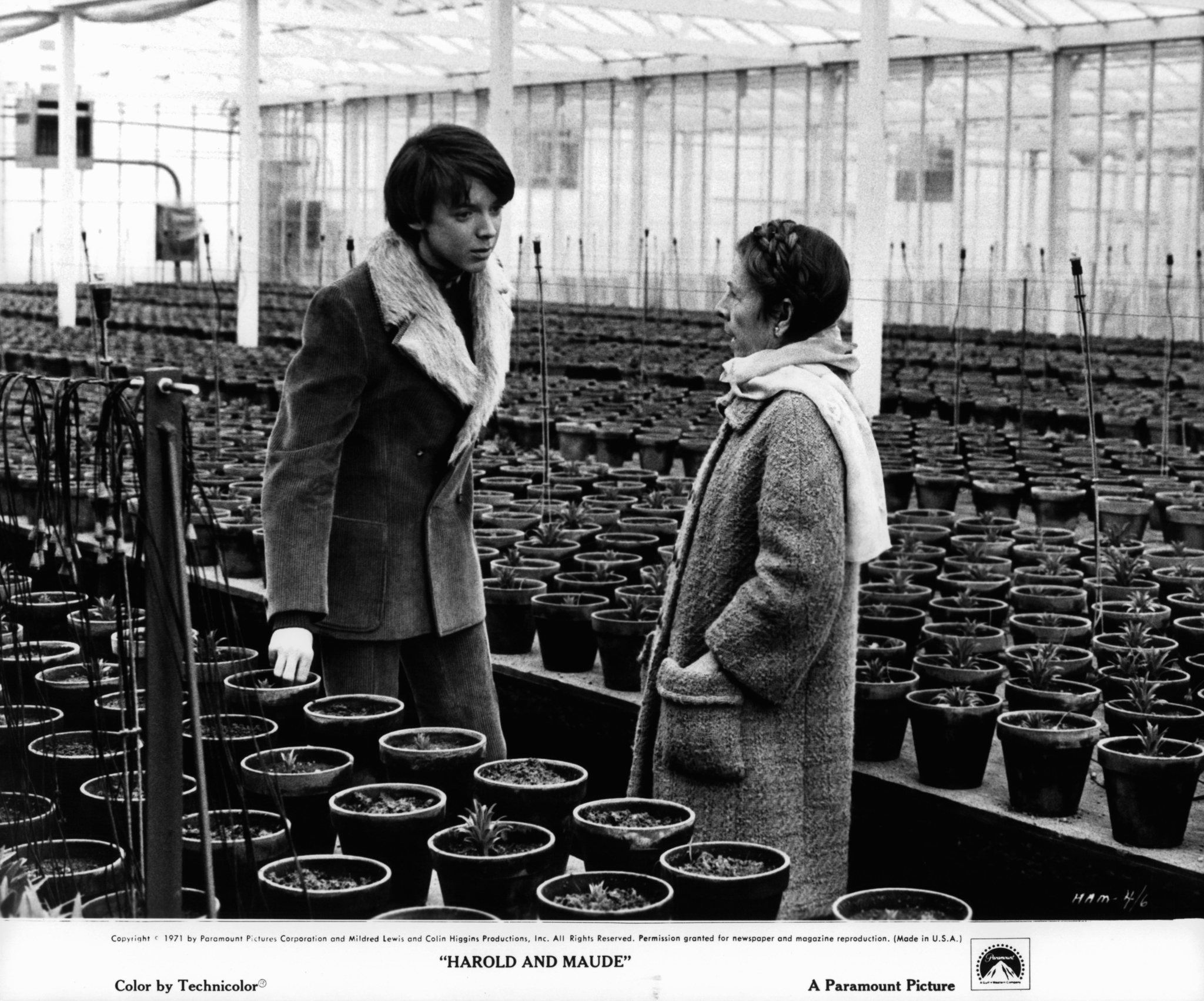 Harold und Maude