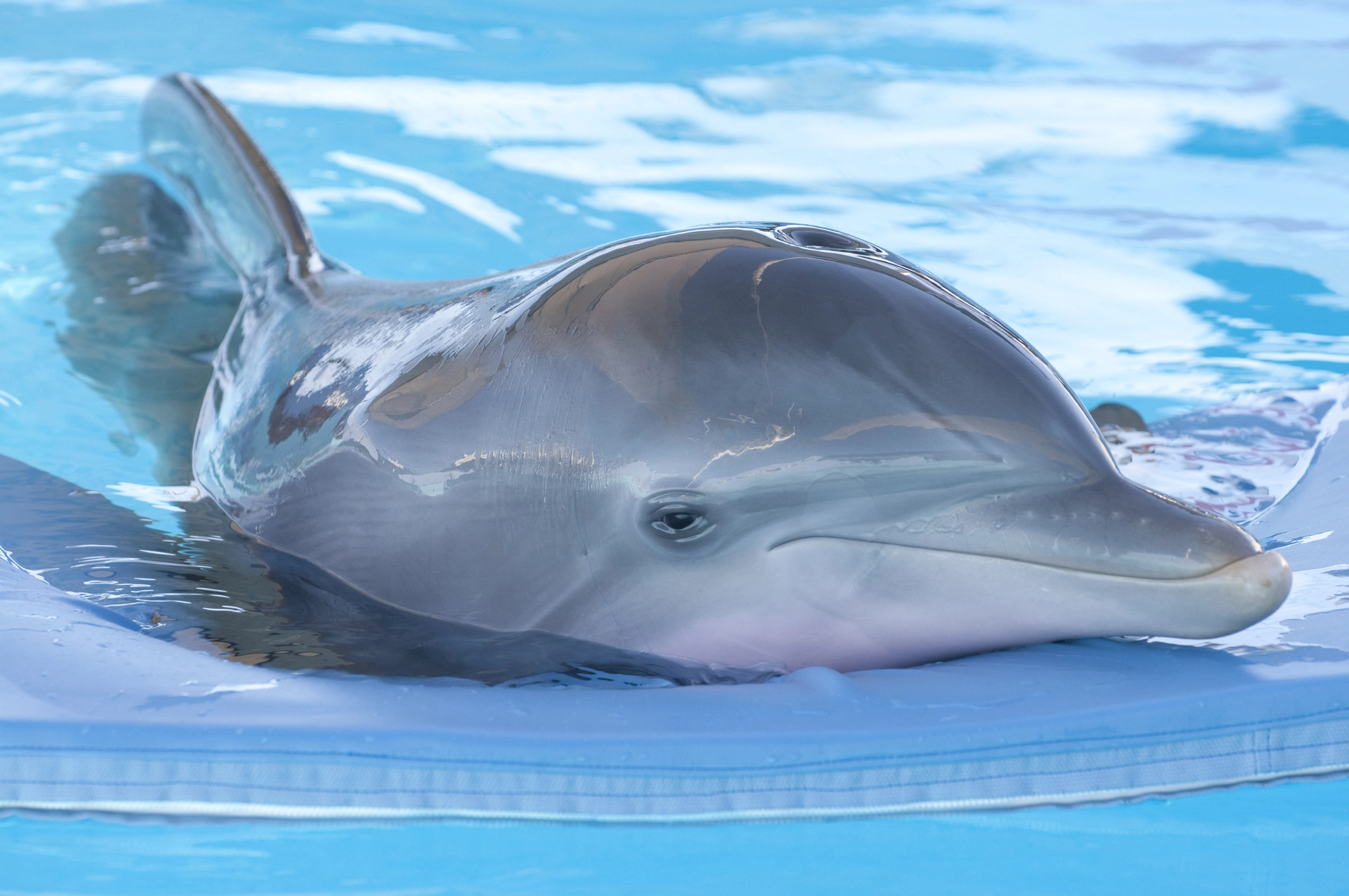 Mein Freund, der Delfin