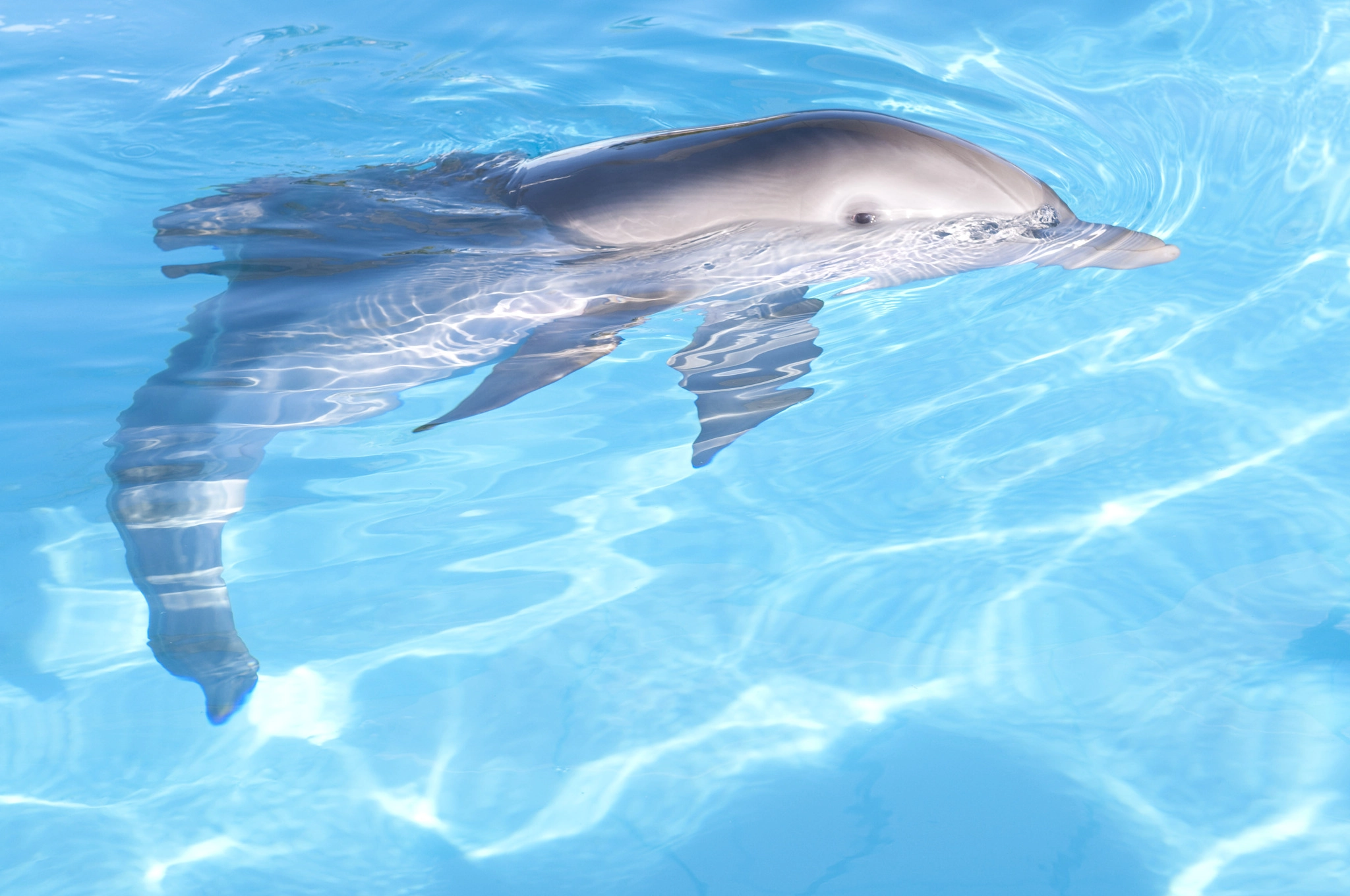 Mein Freund, der Delfin