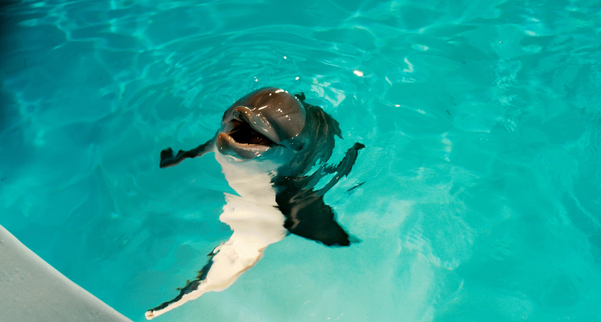 Mein Freund, der Delfin