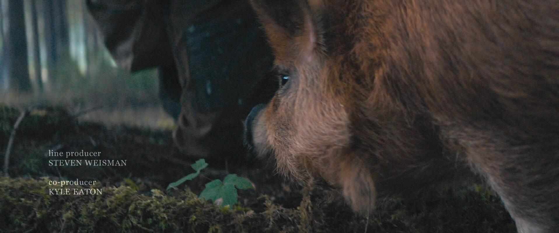 Pig