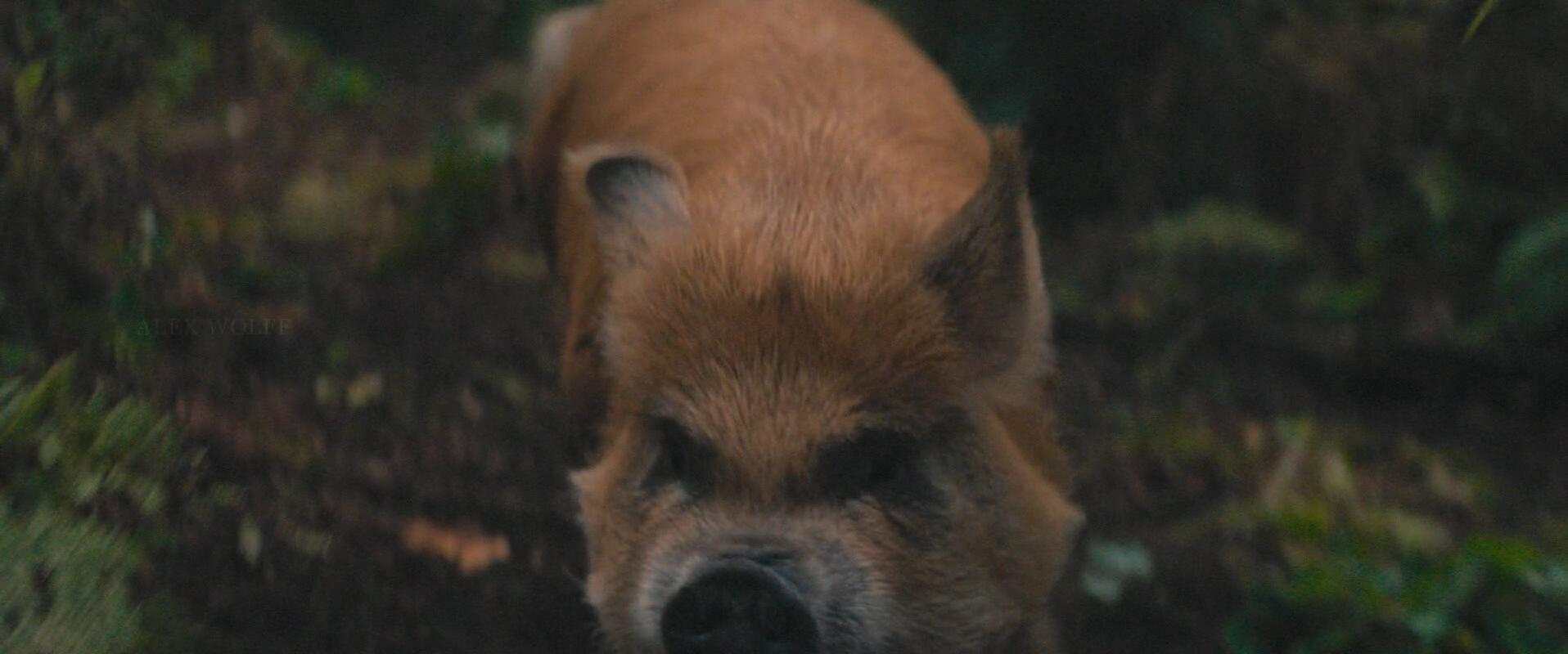 Pig