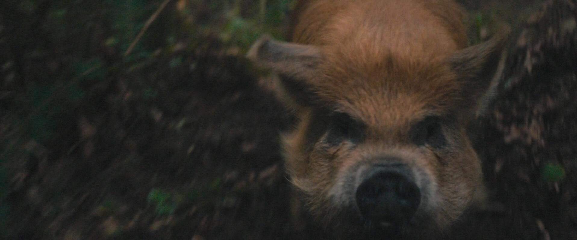 Pig
