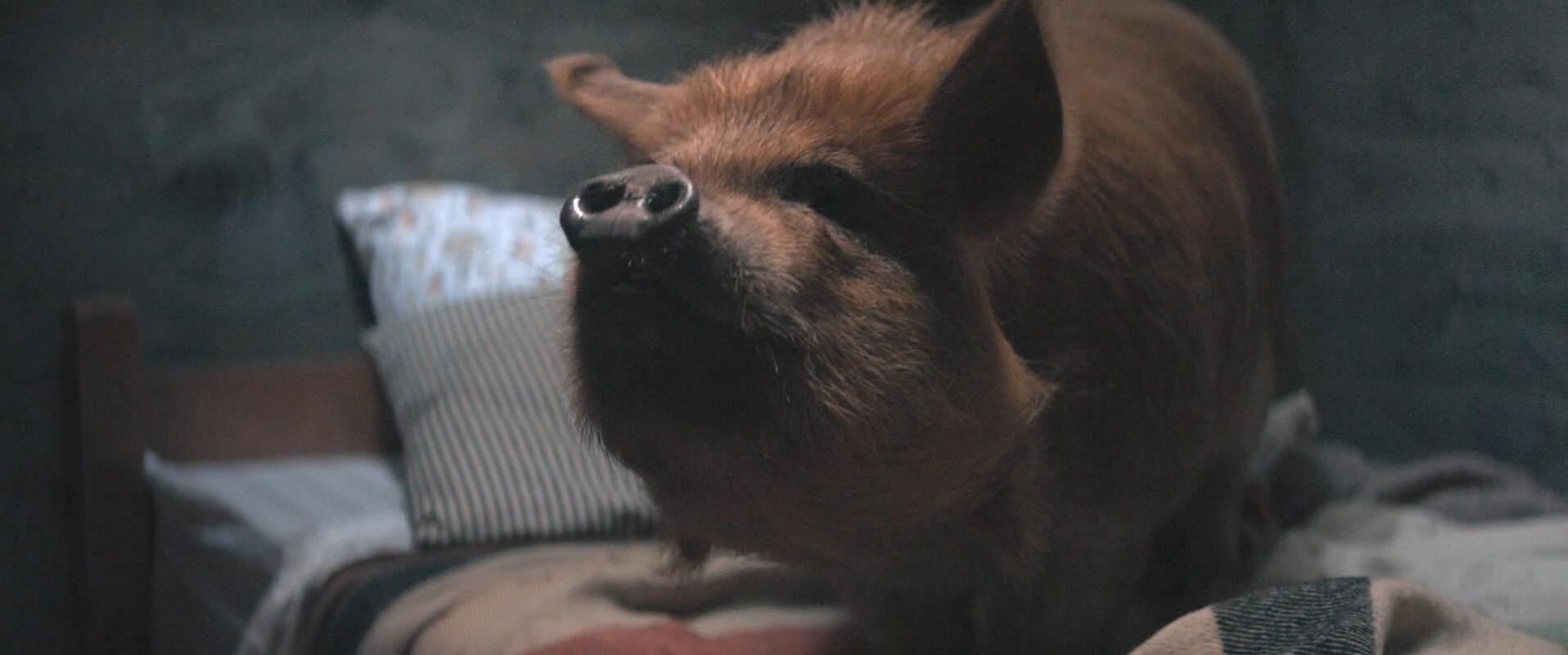 Pig