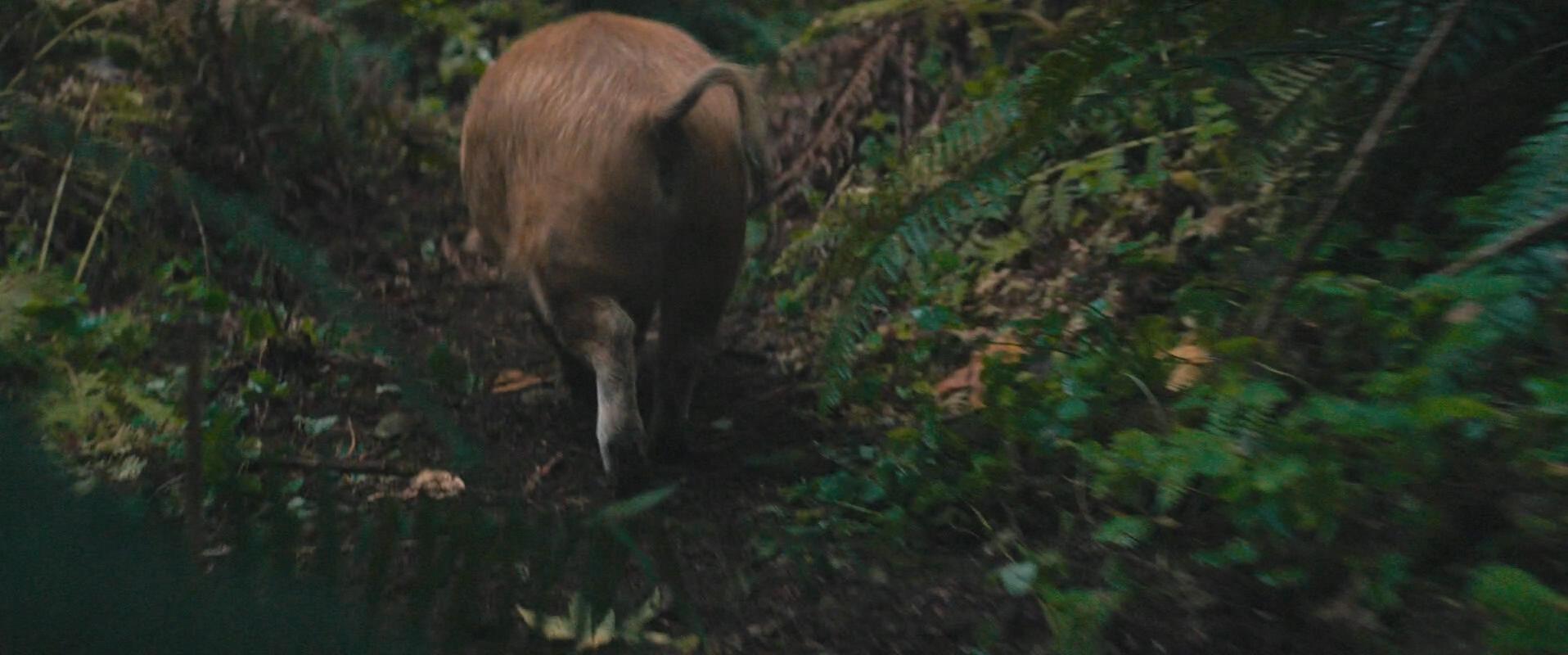 Pig