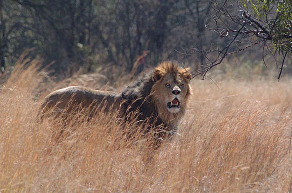 Prey