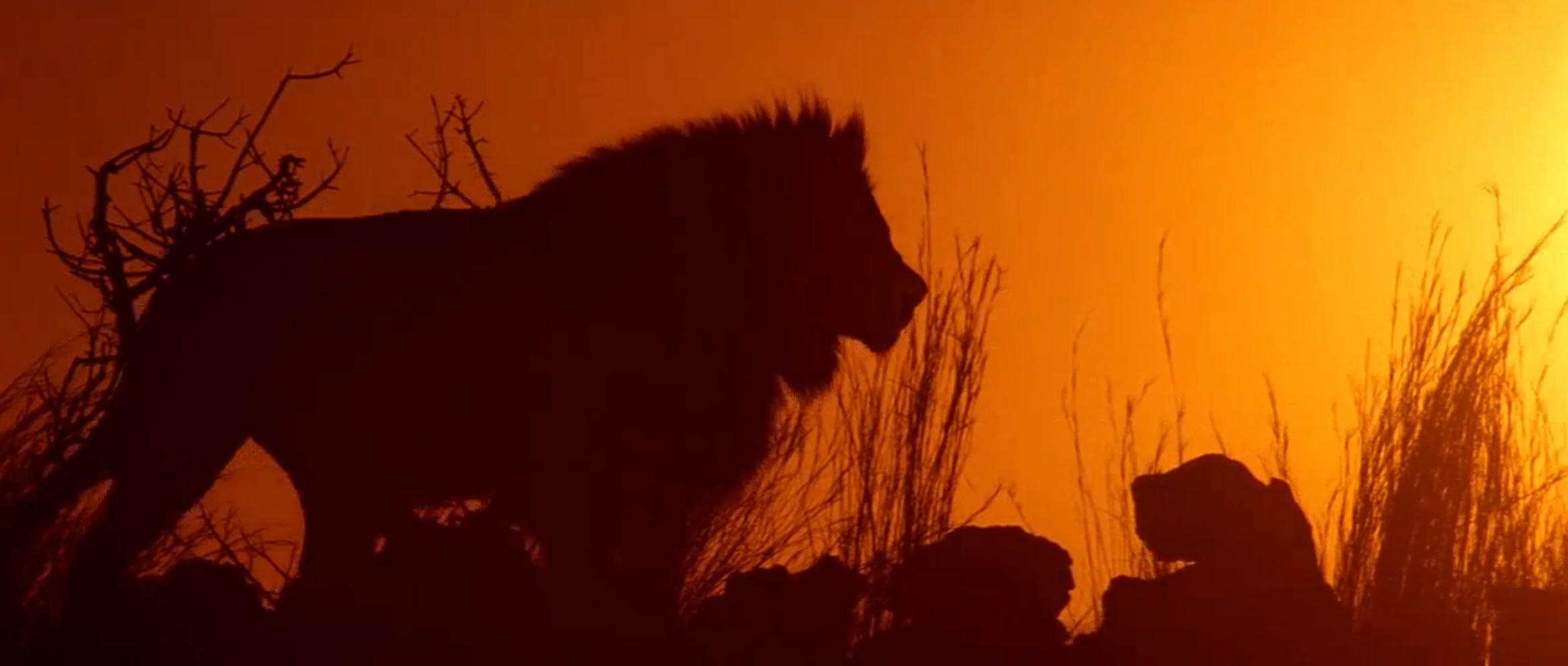 Prey