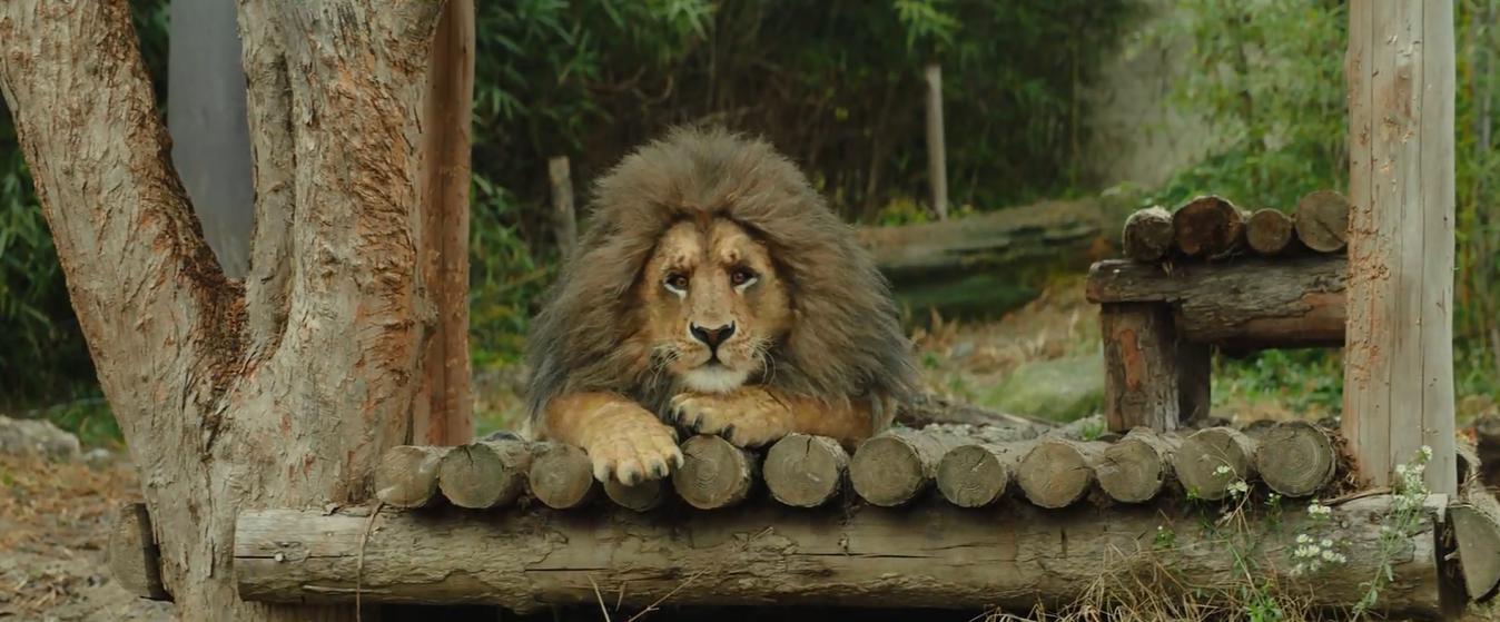 Rettet den Zoo