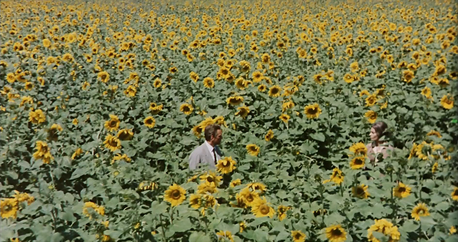 Sonnenblumen