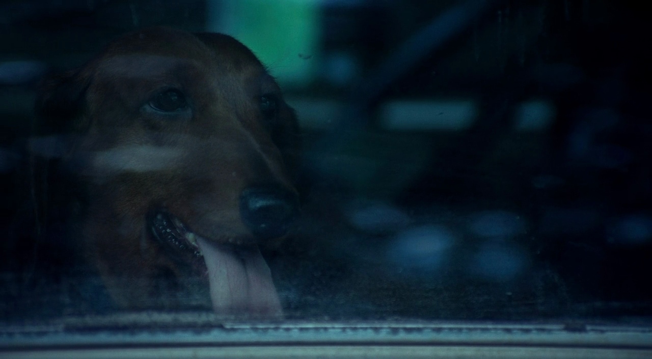 Wiener Dog