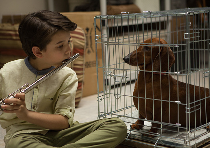 Wiener Dog