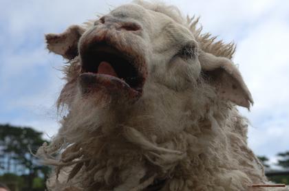 Black Sheep (OV)