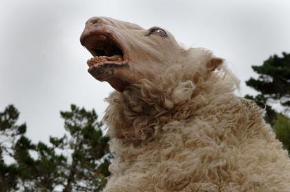 Black Sheep