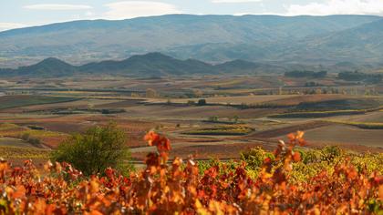Das Land der tausend Weine (OV)