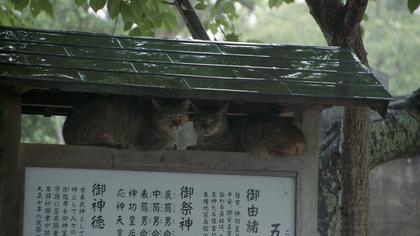 Die Katzen vom Gokogu-Schrein