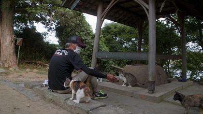 Die Katzen vom Gokogu-Schrein