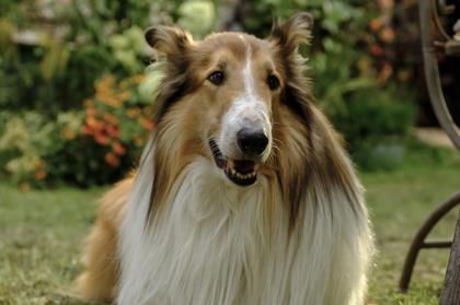 Lassie - Ein neues Abenteuer