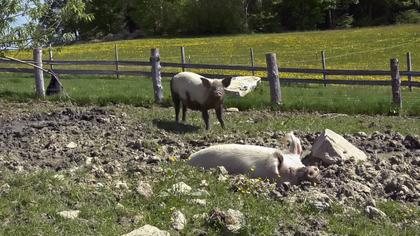 Menschen & Tiere