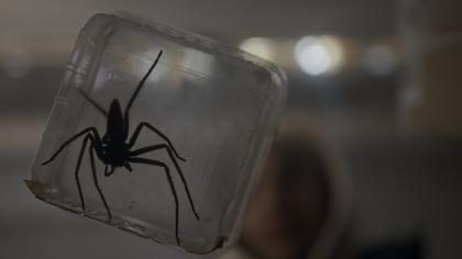 Spiders - Ihr Biss ist der Tod